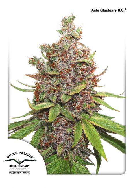 Dutch Passion Glueberry O.G. Auto Feminised Seeds