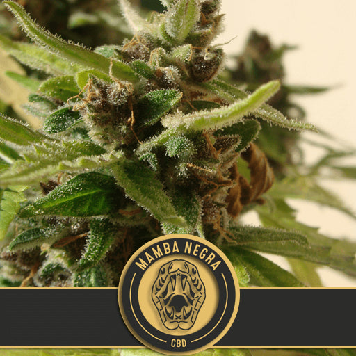 Blimburn Seeds Mamba Negra CBD Auto Feminised Seeds