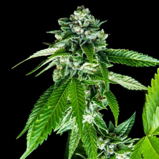 DNA Genetics Sorbet Dreams Feminised Seeds (Sorbet Collection)