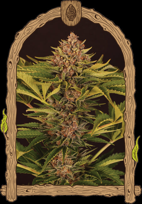 Exotic Seed Strawberry Cola Auto Feminised Seeds