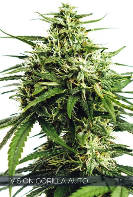 Vision Seeds Vision Gorilla Auto Feminised Seeds