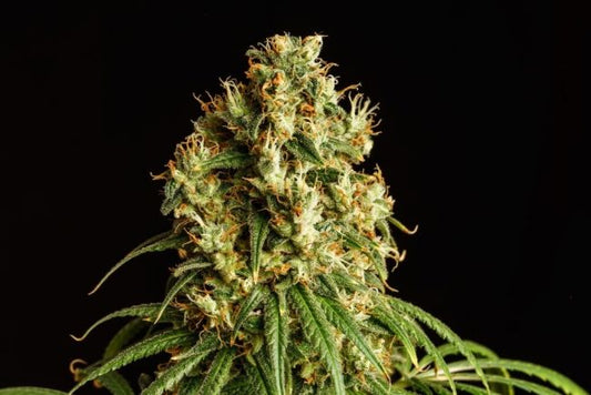 Kannabia Seeds Mimosa Dream Feminised Seeds