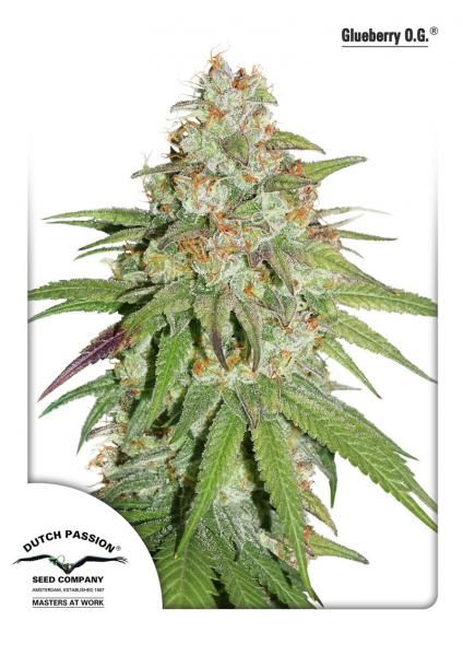 Dutch Passion Glueberry O.G. Feminised Seeds