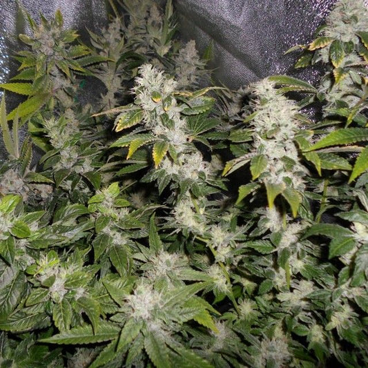 Pheno Finder Seeds Sour Walker Feminised Seeds