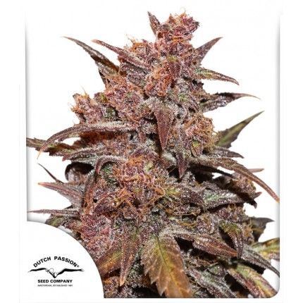 Dutch Passion Blackberry Kush CBD Auto Feminised Seeds