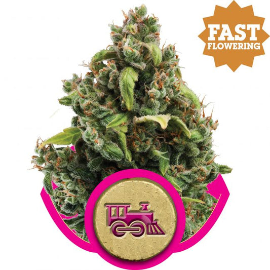 Royal Queen Seeds Candy Kush Express FAST Feminised Seeds