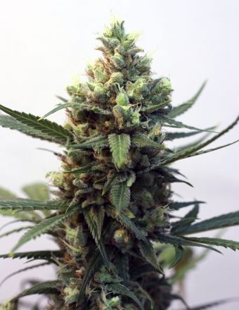 Ripper Seeds Toxic Feminised Seeds