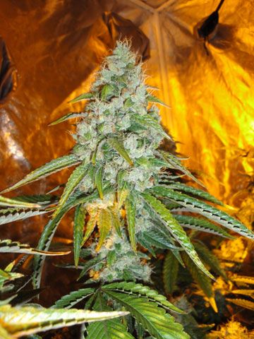 Cali Connection Original Sour Diesel Feminised Seeds