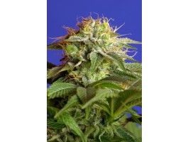 Sweet Seeds Green Poison F1 FAST Version Feminised Seeds