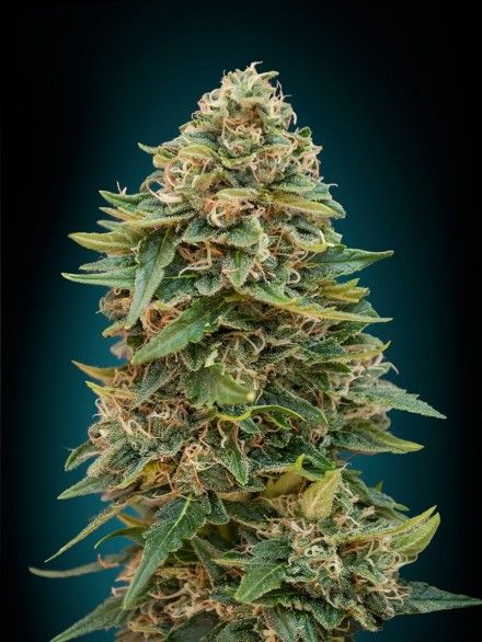 Advanced Seeds Skunk 47 Auto Feminised Seeds