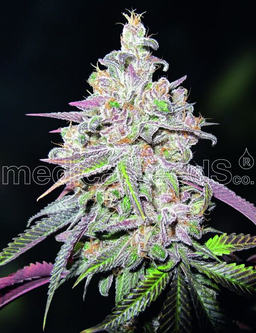 Medical Seeds Mendocino Chanel Kush Feminised Seeds