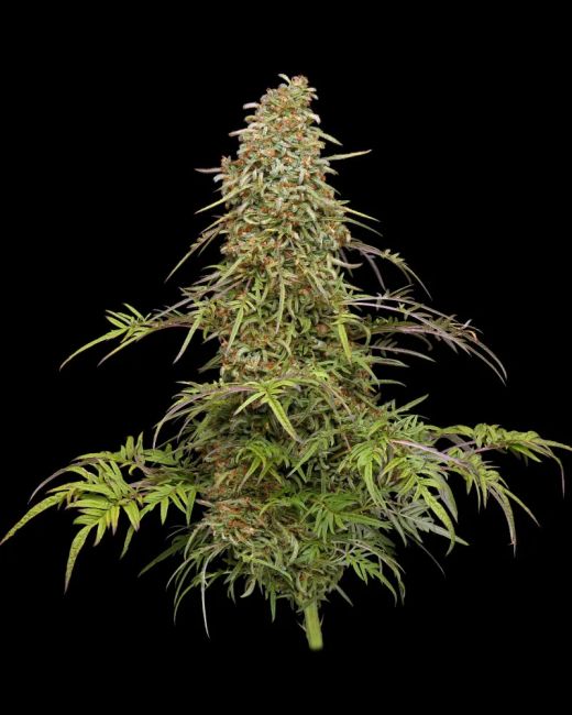 Humboldt Seed Co. Supafreak Feminised Seeds