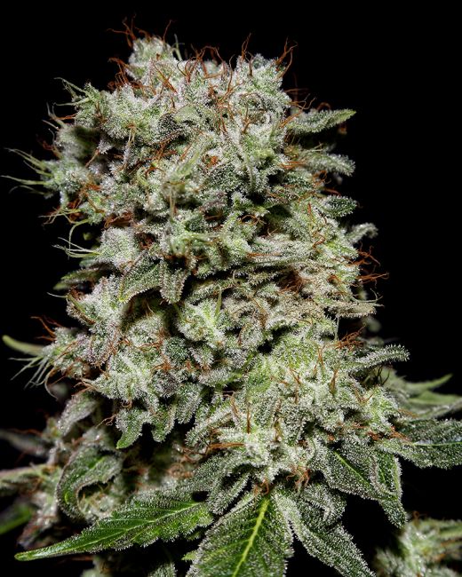 Greenhouse Seed Co. Kalashnikova Feminised Seeds