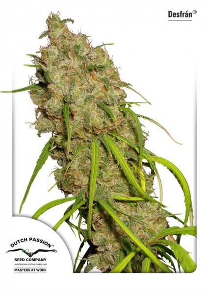 Dutch Passion Desfran Feminised Seeds