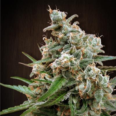 Ace Seeds Nepal Jam Regular Seeds