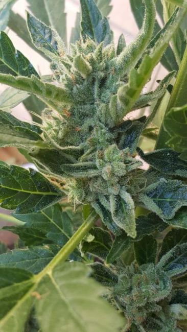 Philosopher Seeds Banana Zkittlez Auto Feminised Seeds