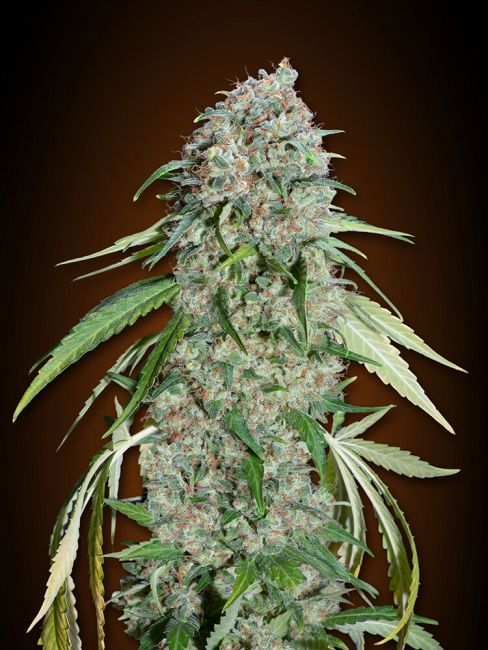 00 Seeds Chocolate Skunk CBD Feminised Seeds