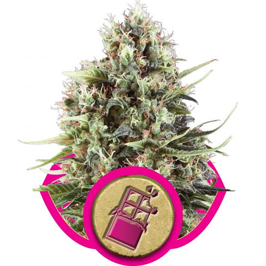 Royal Queen Seeds Chocolate Haze Feminised Seeds