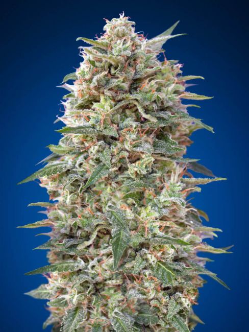 00 Seeds California Kush Feminised Seeds