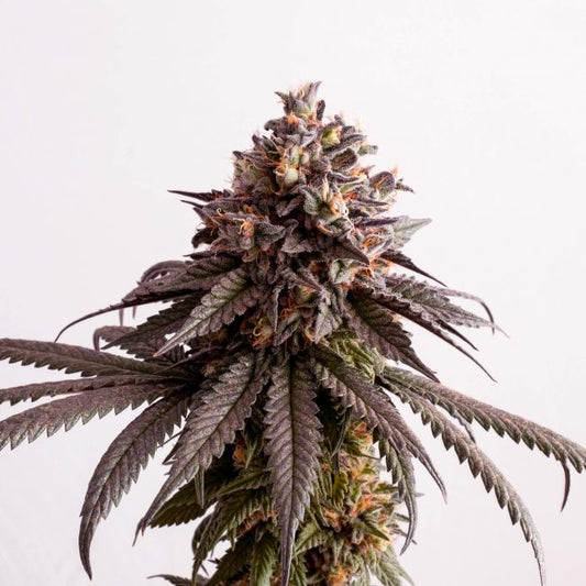 Kannabia Seeds Gelato-K Feminised Seeds