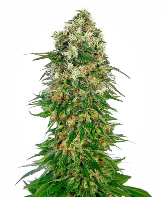 Sensi Seeds Shiva Skunk Auto Feminised Seeds