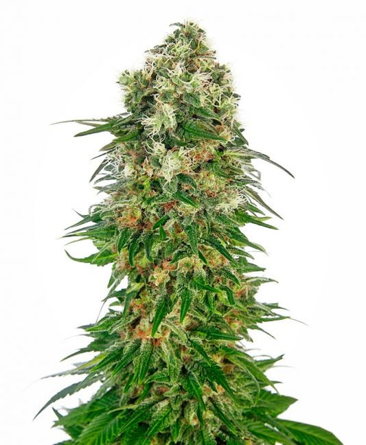 Sensi Seeds Shiva Skunk Auto Feminised Seeds