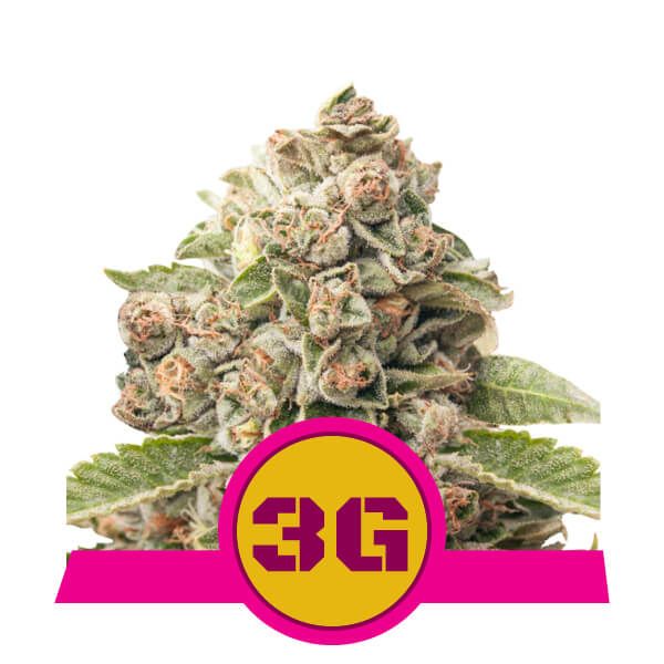 Royal Queen Seeds Triple G Feminised Seeds