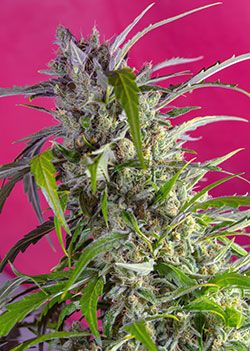 Sweet Seeds Crystal Candy Auto Feminised Seeds