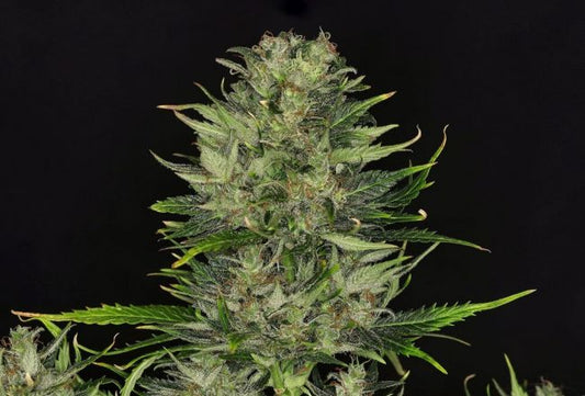 Kannabia Seeds DoSiDos Auto Feminised Seeds