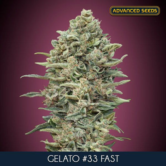 Advanced Seeds Gelato #33 FAST Feminised Seeds