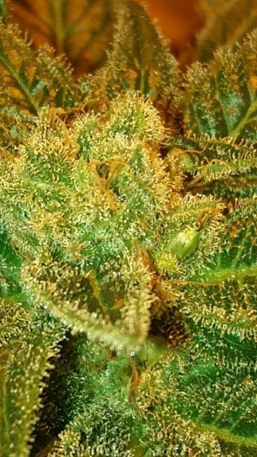 Lineage Genetics Holy Bubba Regular Seeds