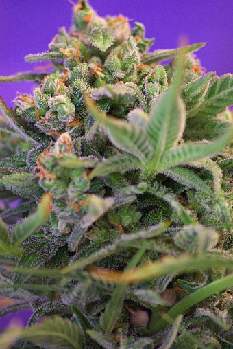 Sweet Seeds Sweet Cheese F1 FAST Version Feminised Seeds