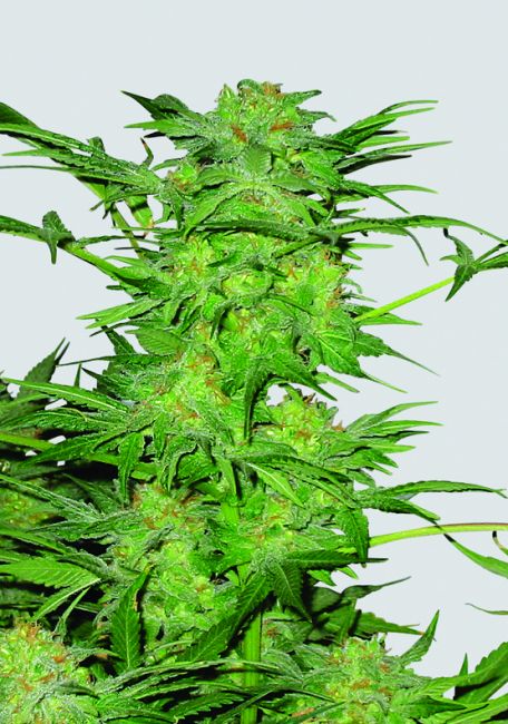 Nirvana Seeds AK-48 Regular Seeds