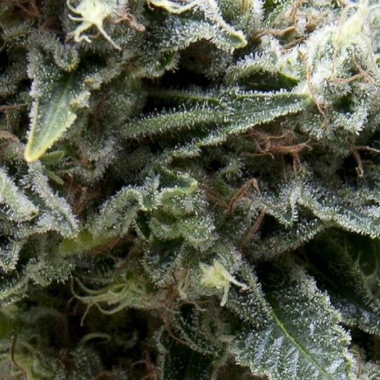 Pyramid Seeds New York City CBD Auto Feminised Seeds