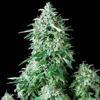 Positronic Seeds Cum Laude Feminised Seeds