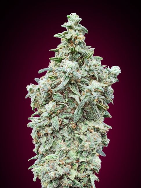 Advanced Seeds Cherry Pie Feminised Seeds - 10+3 FREE SEEDS