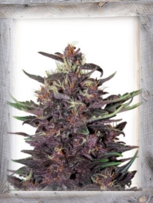 Garden Of Green Violet Kush Auto Feminised Seeds