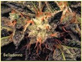 Paradise Seeds Bella Donna Feminised Seeds