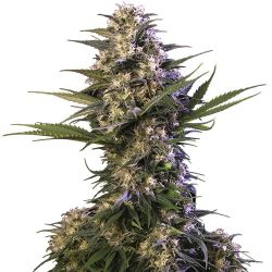 Buddha Seeds Kraken Feminised Seeds