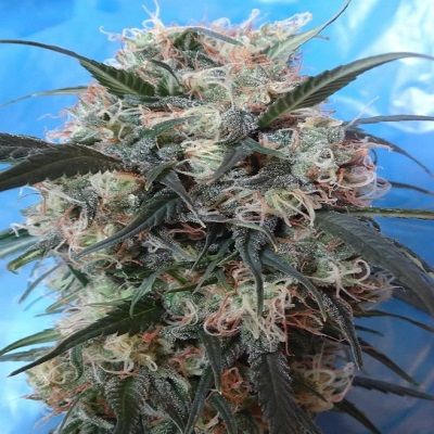 Ace Seeds Kali China Feminised Seeds