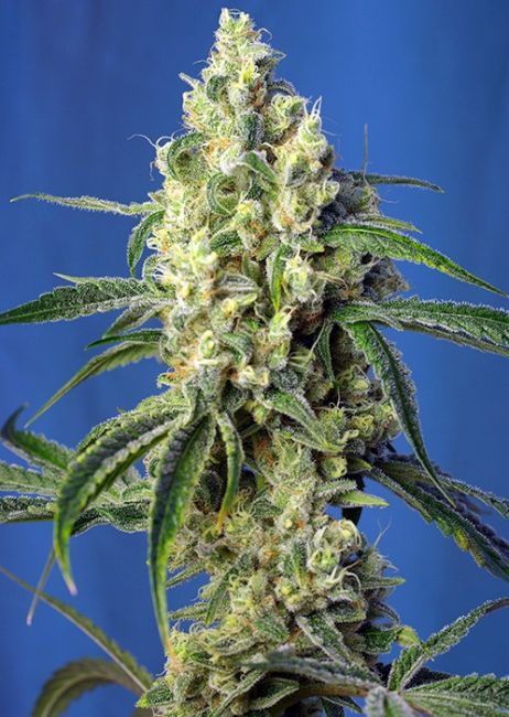 Sweet Seeds Green Poison CBD Feminised Seeds