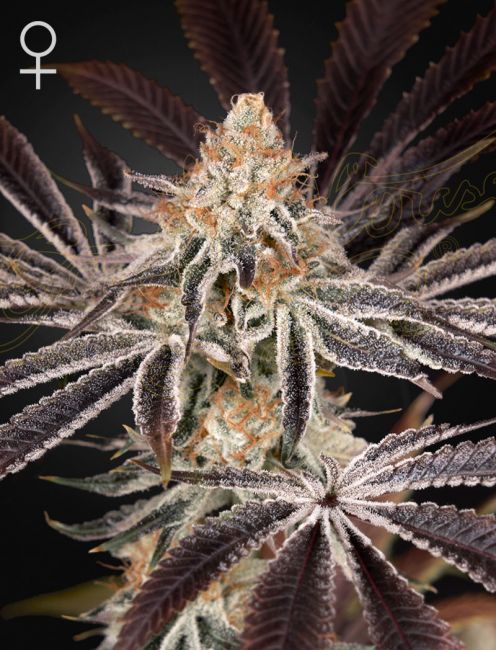 Greenhouse Seed Co. Dark Phoenix Feminised Seeds