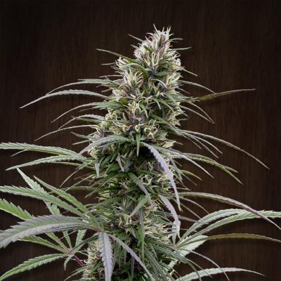 Ace Seeds Congo Feminised Seeds