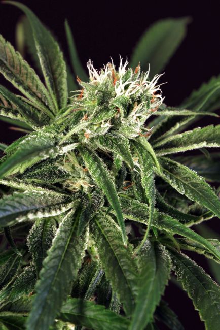 Exotic Seed Amnesia #7 Feminised Seeds