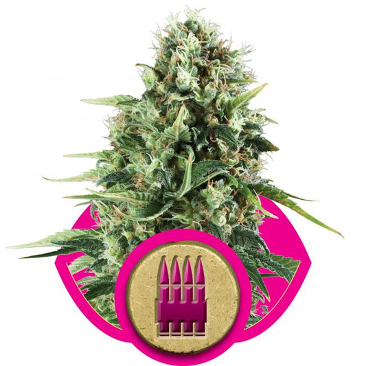 Royal Queen Seeds Royal AK Feminised Seeds