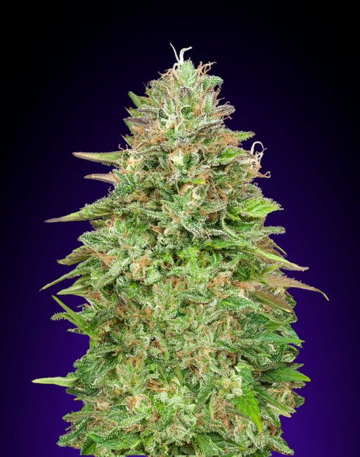 00 Seeds Critical Poison FAST Feminised Seeds