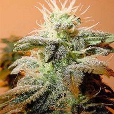 Female Seeds Indoor Mix Feminised Seeds