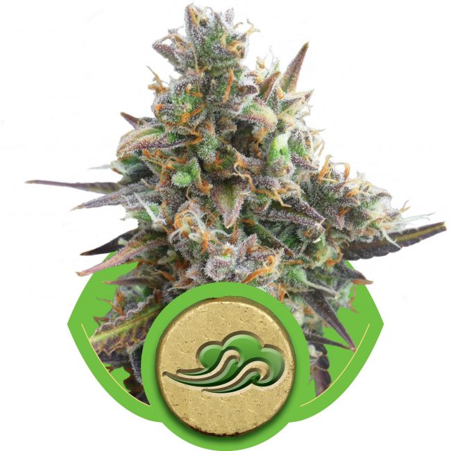 Royal Queen Seeds Royal Blue Auto Feminised Seeds