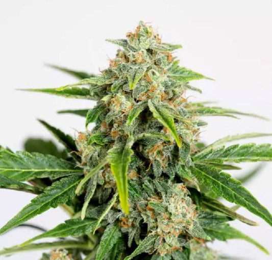 Humboldt Seed Org. Amnesia Pure CBD Auto Feminised Seeds