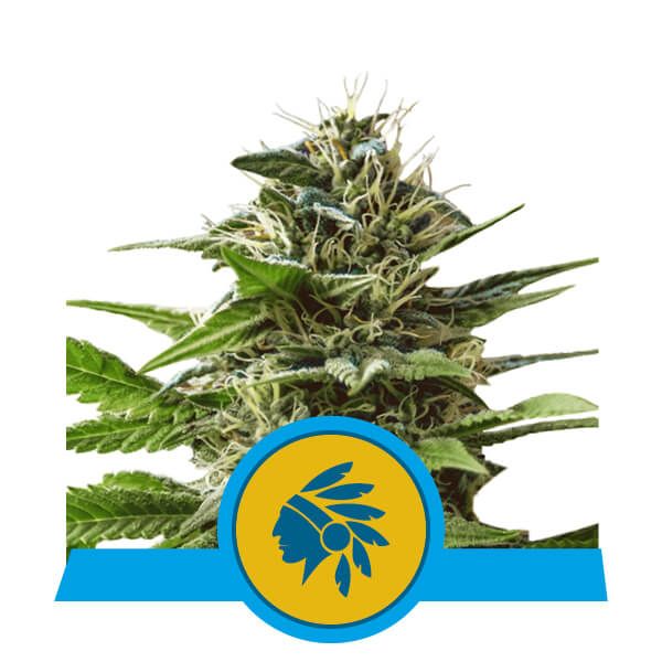 Royal Queen Seeds Tatanka Pure CBD Feminised Seeds